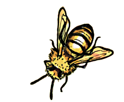 Honeybee